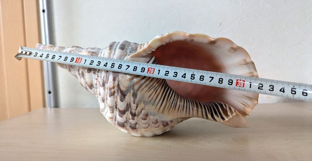 【即発送】★石垣島の法螺貝 ほら貝 おまけ付き★　約32〜37cm 1kg 天然