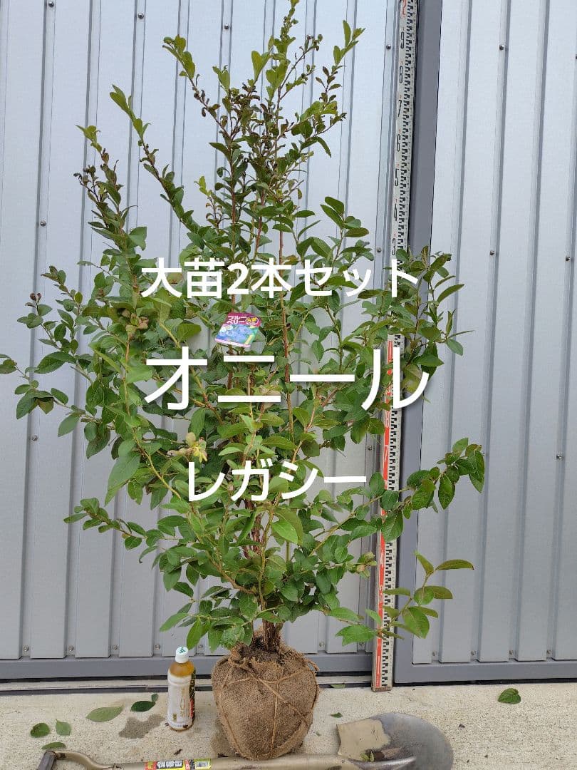 ブルーベリー苗オニール＆レガシー大苗2本セット