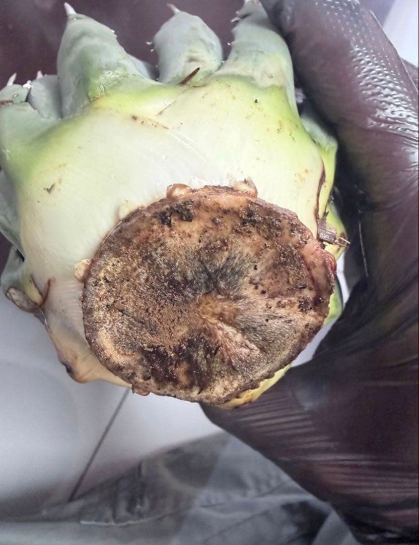 耐寒性アガベ エボリスピナ陽炎◇ユタエンシス多肉サボテン　チタノタ　ホリダ南国