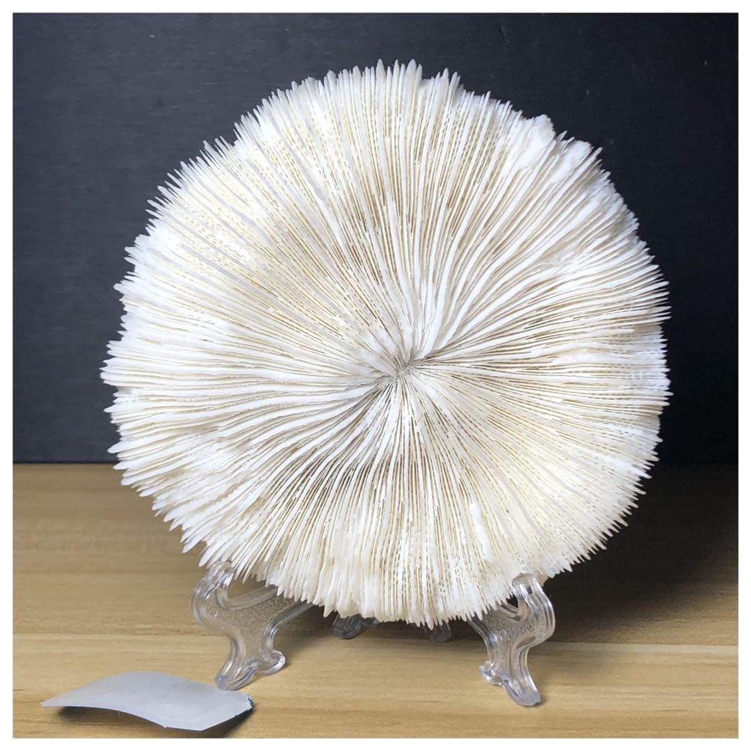 ナチュラルホワイトコーラル 水族館 造園 室内装飾品 家の装飾 石鉱物標本