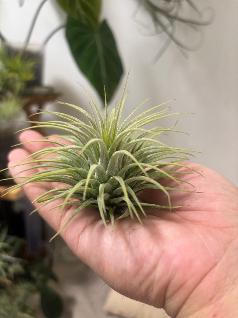 イオナンタ　スノーボール