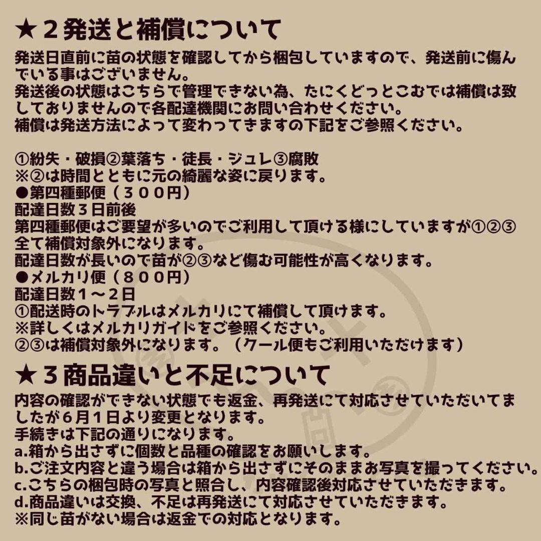 ブラックサバス◎多肉植物 カット苗 輸入苗 エケベリア等