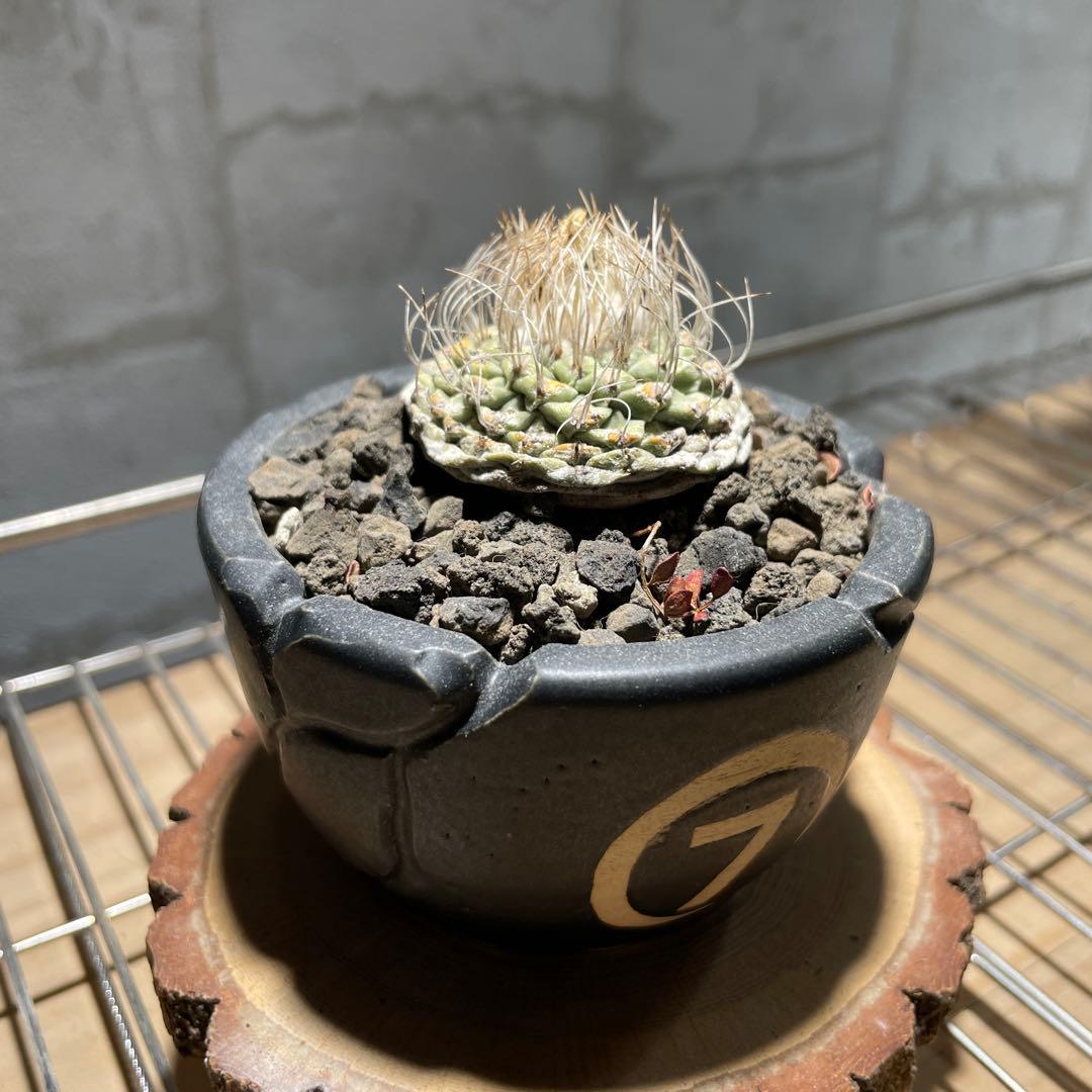 ストロンボ　カクタス　菊水　超扁平株