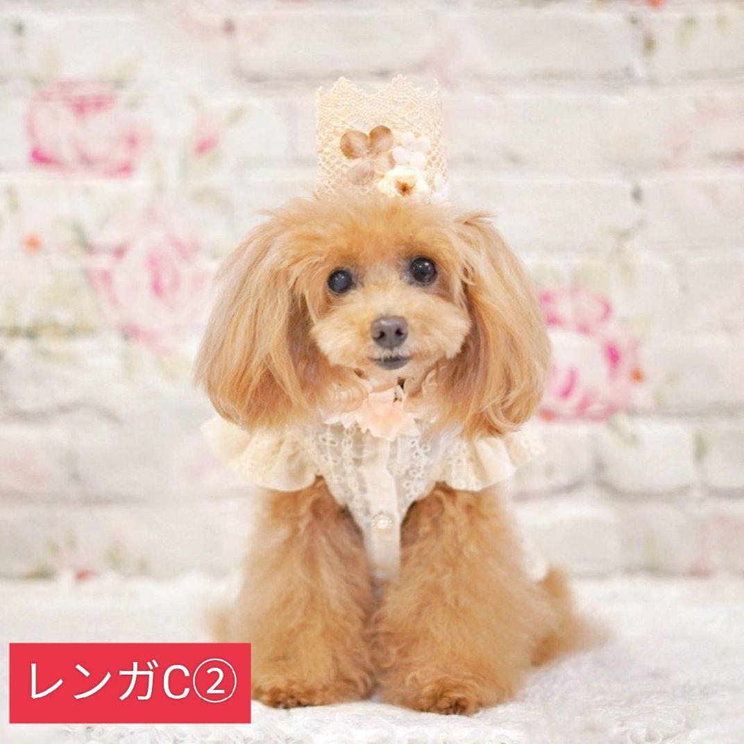 背景布×5+1　ペット撮影用フォトブース　トリミングチョーカー販売中　薔薇　梅雨