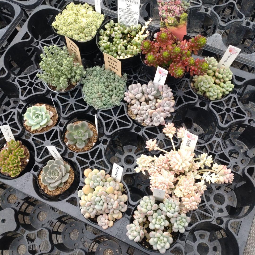 追加検討中 るなこむさん専用