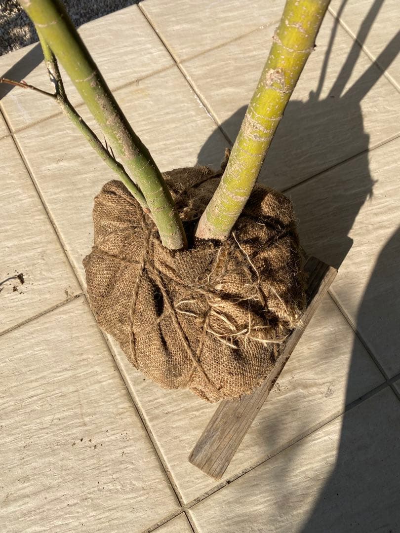 イロハモミジ　２本立ち