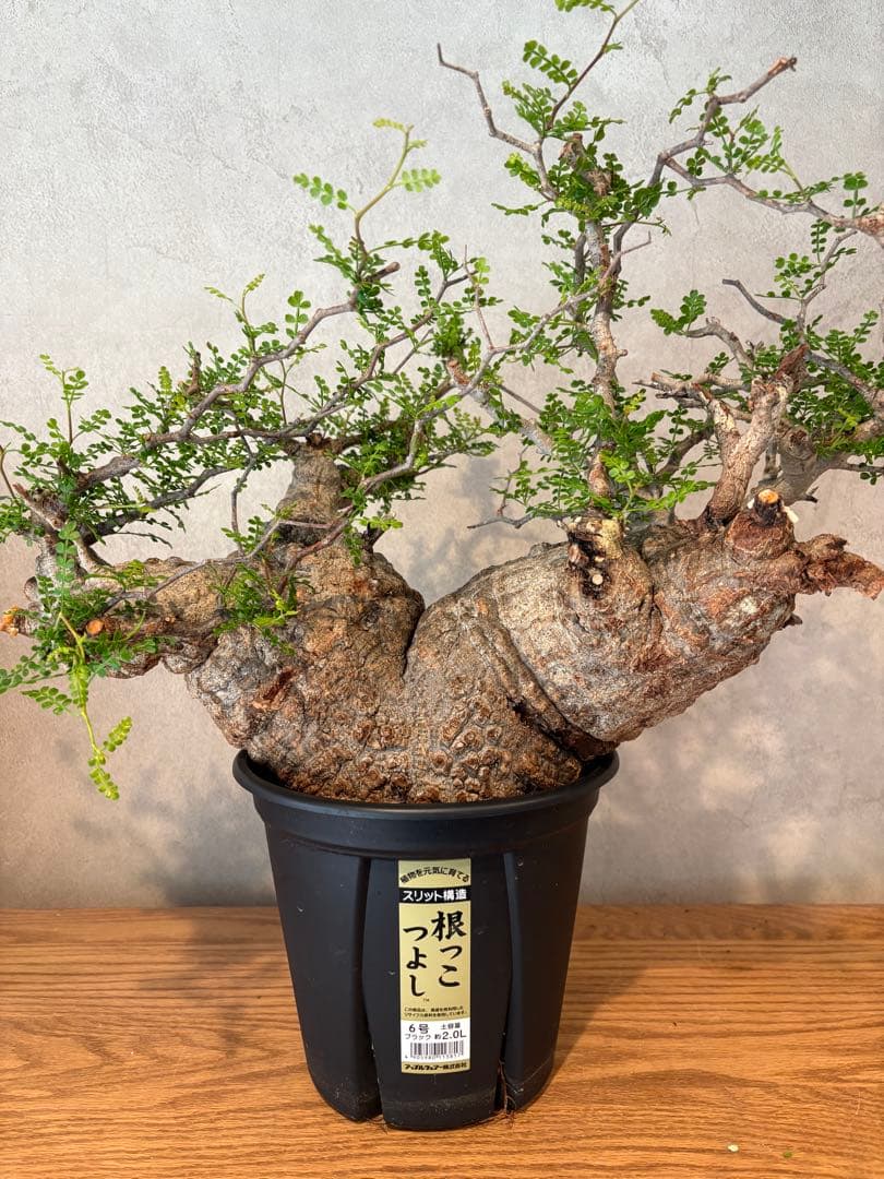 【希少樹形】パキプス／左右均等丸型・発根済み　みやび鉢