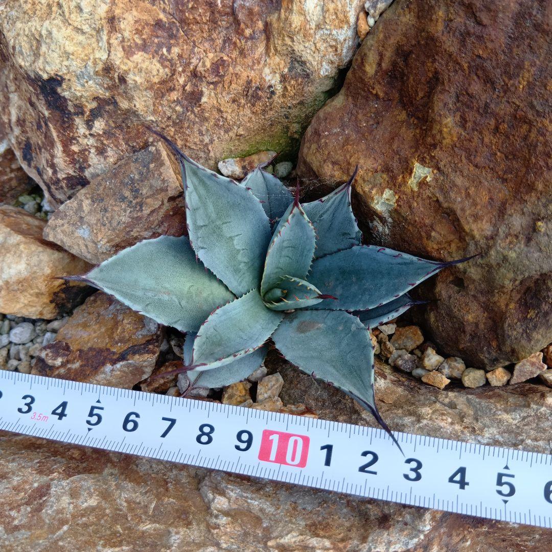 アガベ　姫吉祥天　パリー