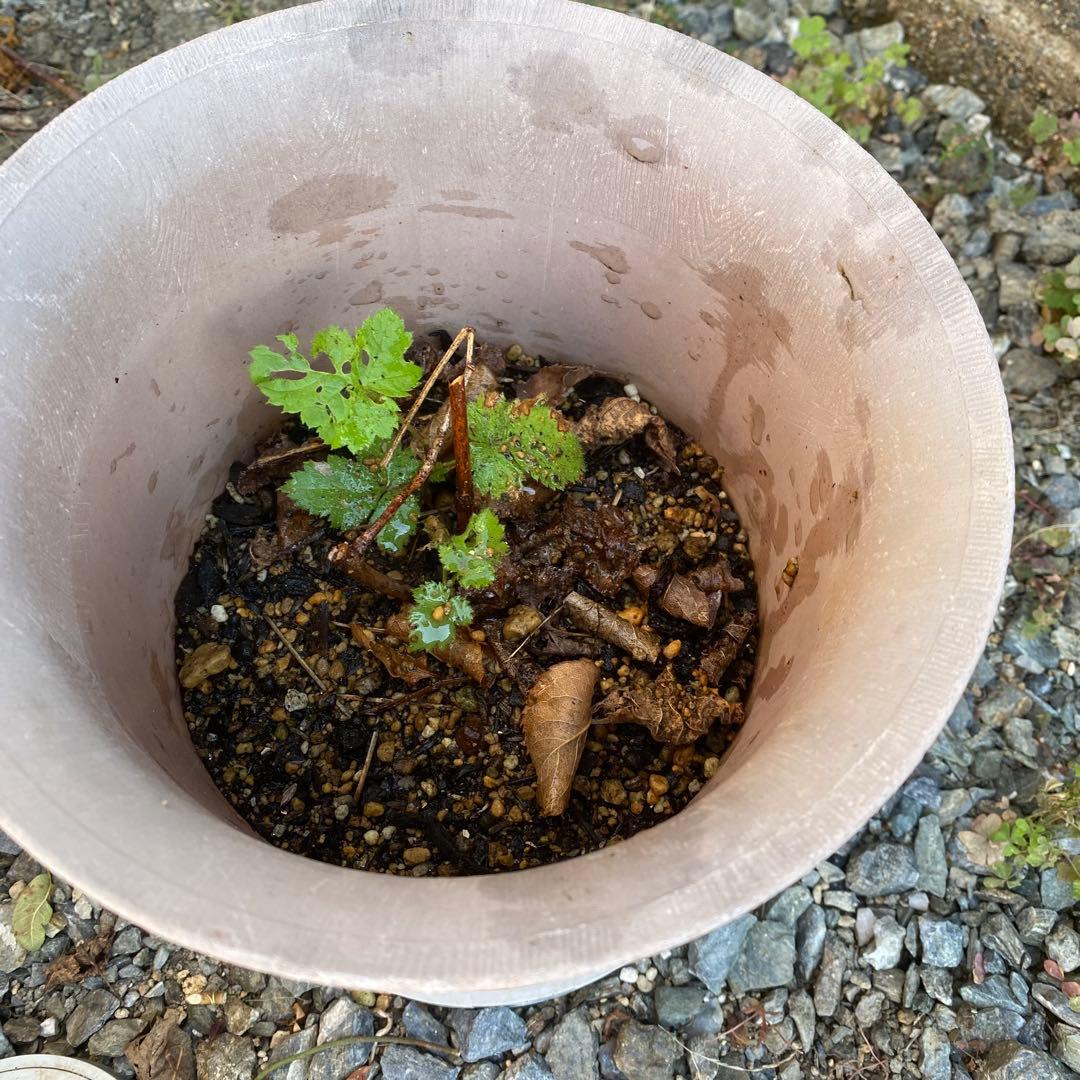 ボイセンベリー　抜き苗