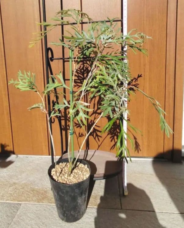 株立✩グレビレア ドーンパープル☆オージープランツ☆シンボルツリー☆常緑☆希少