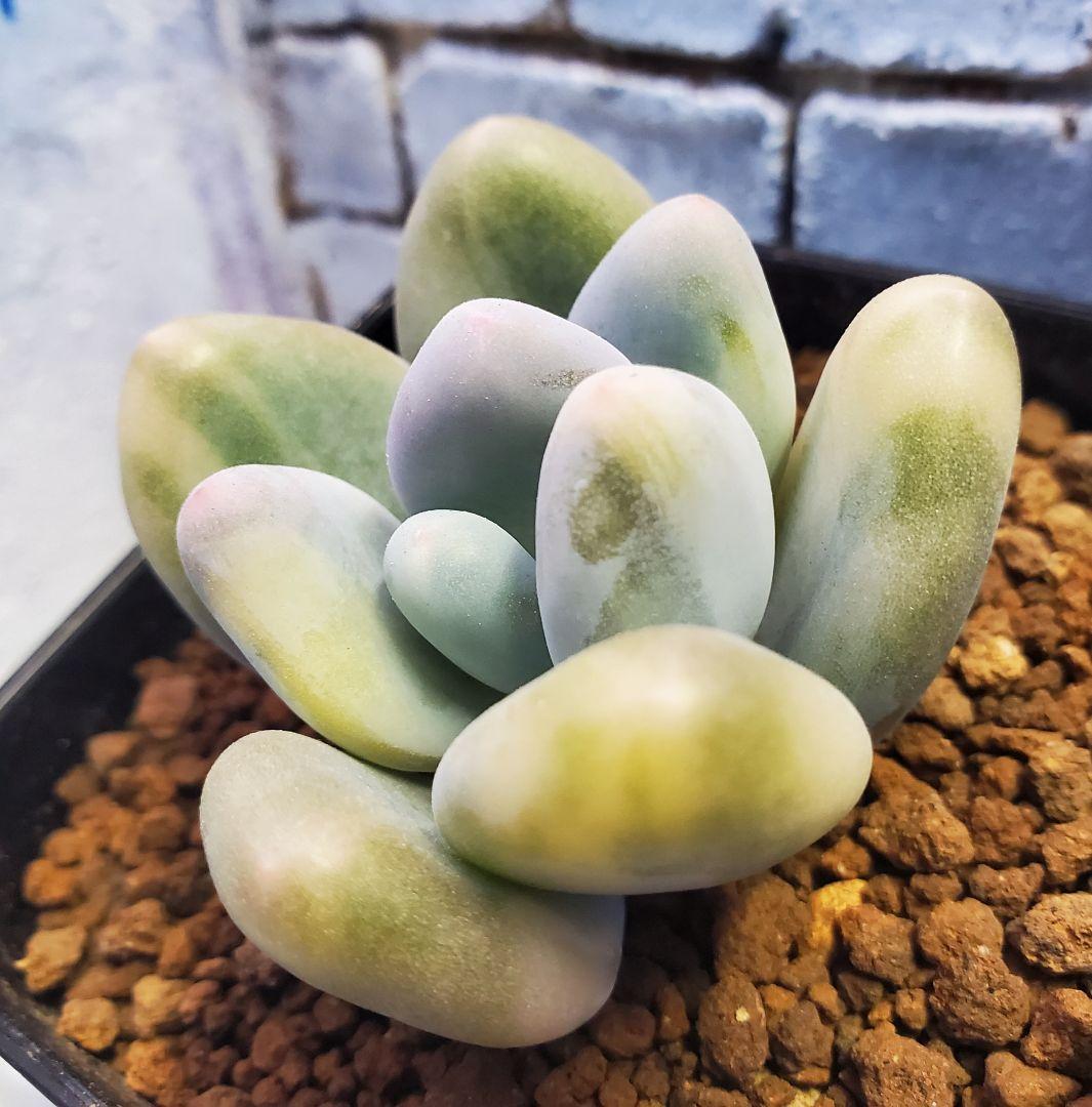 多肉・グリーンエメラルド美人錦・抜き苗