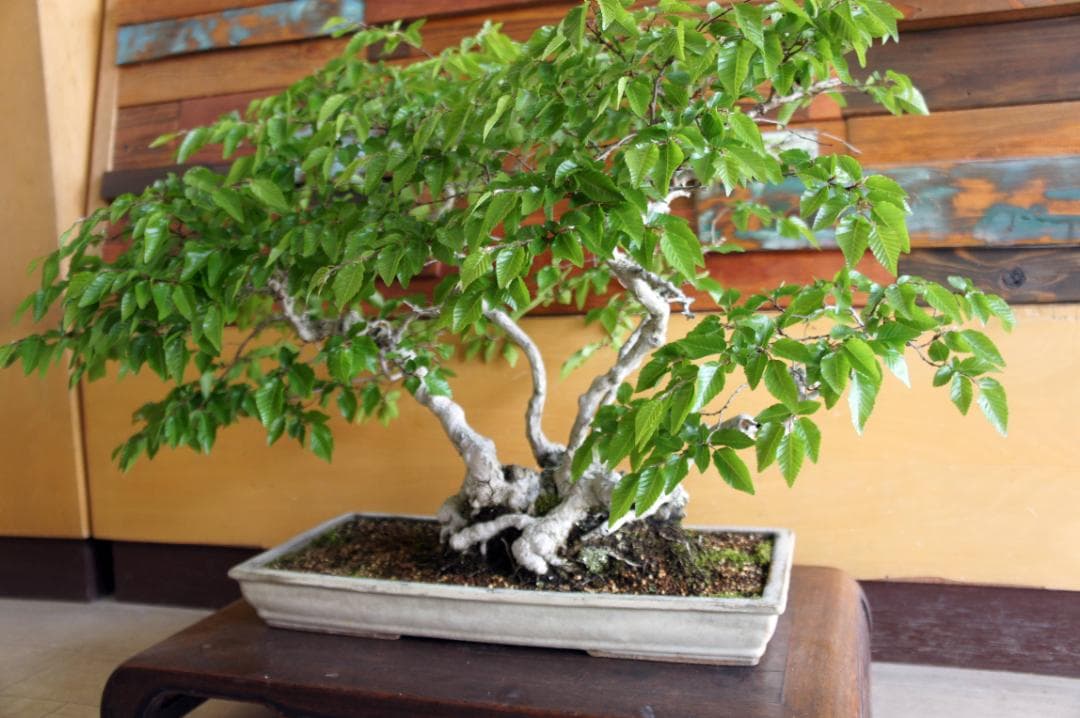 盆栽 『ブナ』 紅葉 インテリア 観葉植物 ガーデニング 送料無料 b120