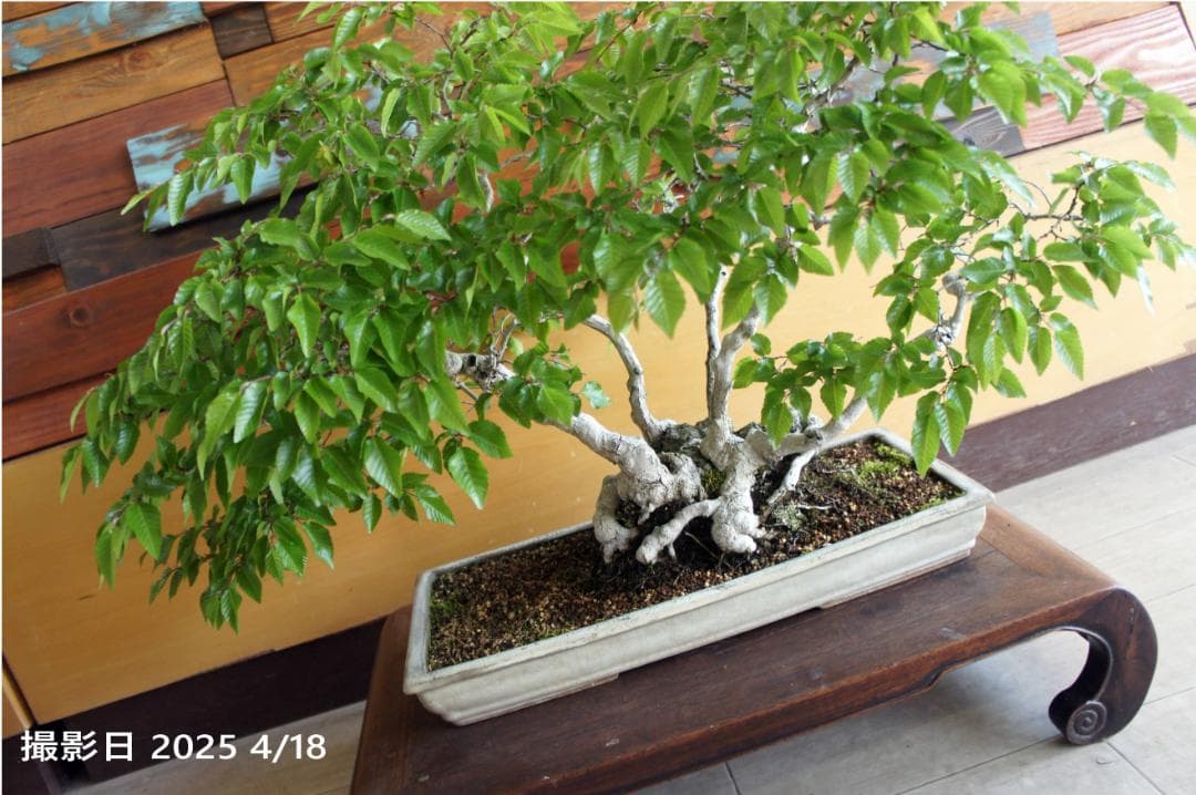 盆栽 『ブナ』 紅葉 インテリア 観葉植物 ガーデニング 送料無料 b120