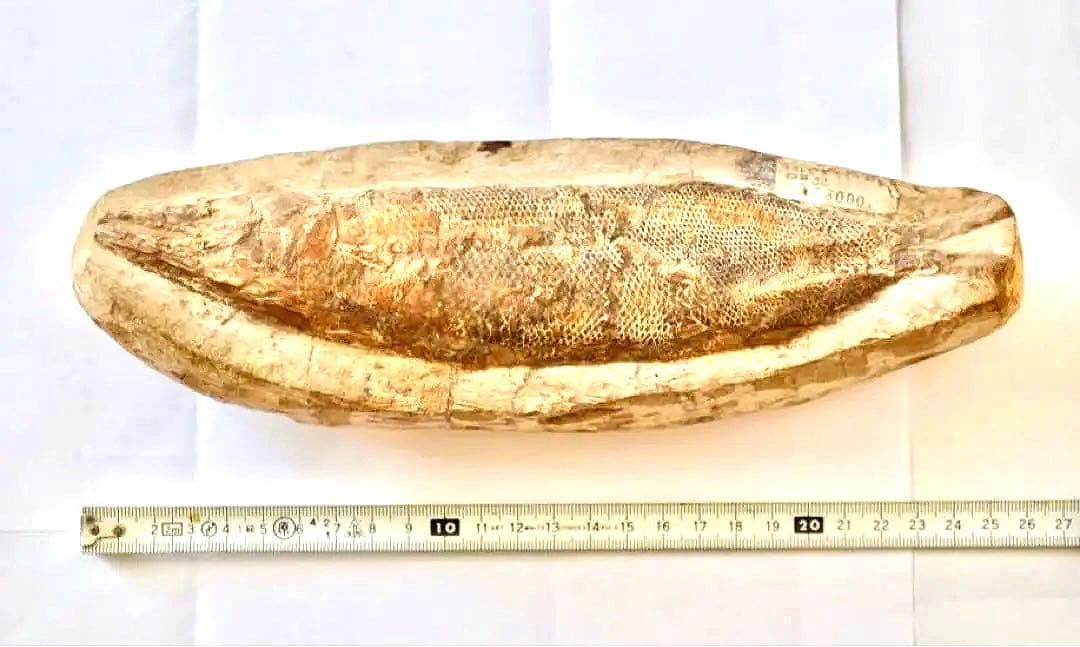 鱗ビッシリ、立体的一億数千万年前のブラジル産絶滅古代魚・ラコレピスの化石