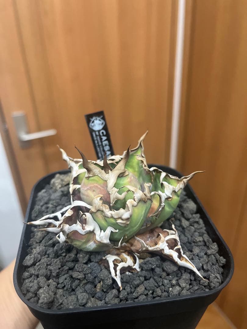 アガベ　グラキリス　などまとめ売り　引き取り限定