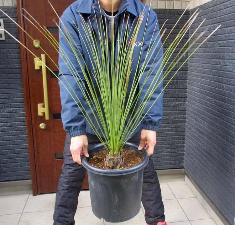 【現品】ダシリリオン・ロンギシマム　9号　S6番