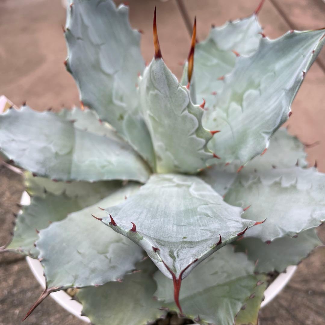 アガベ　レア　大株　ドラゴンスケール