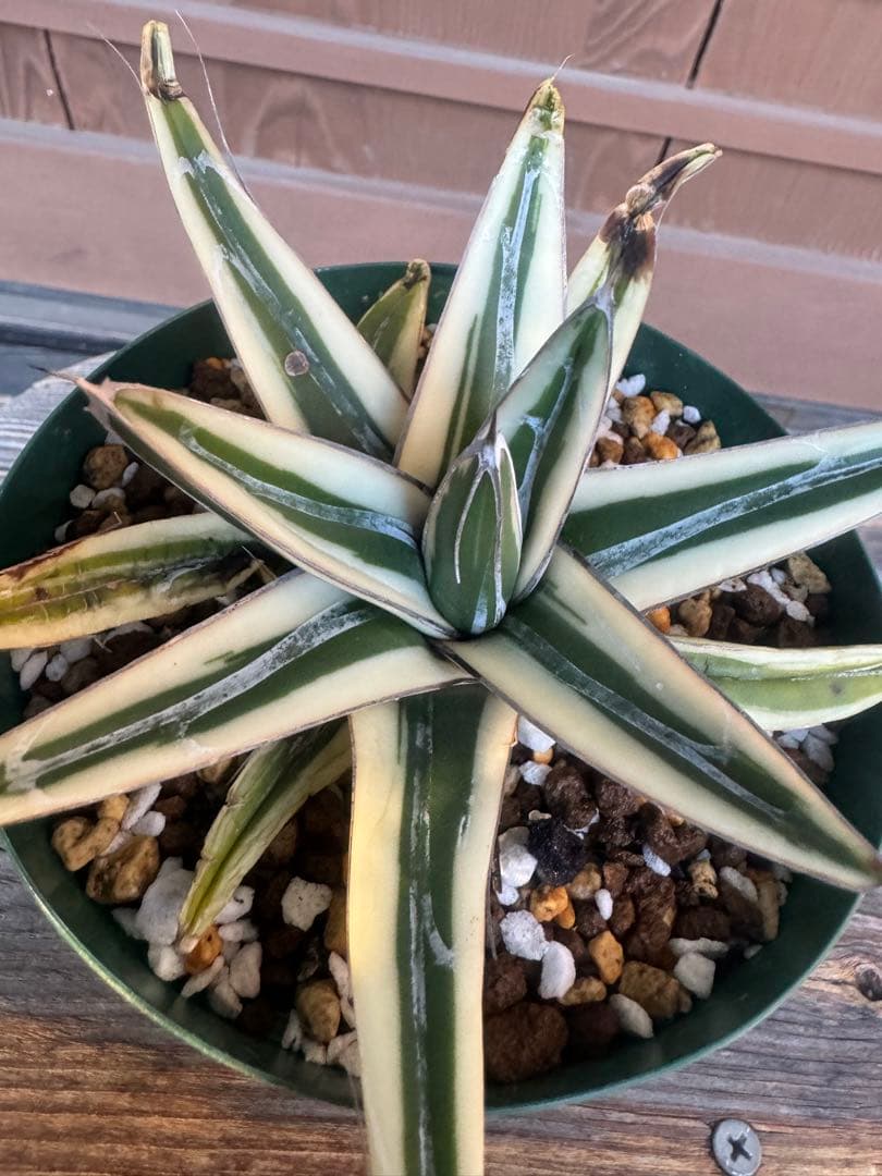 アガベ Agave victoriae-reginae 'Hyouzan' 258