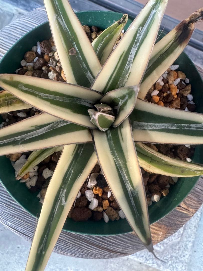 アガベ Agave victoriae-reginae 'Hyouzan' 258