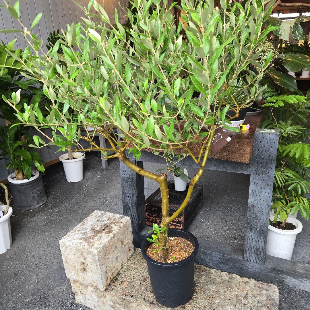 ⑯　オリーブの木souju　8号　「ミッション」特大苗木最高等級極上品‼️　極太