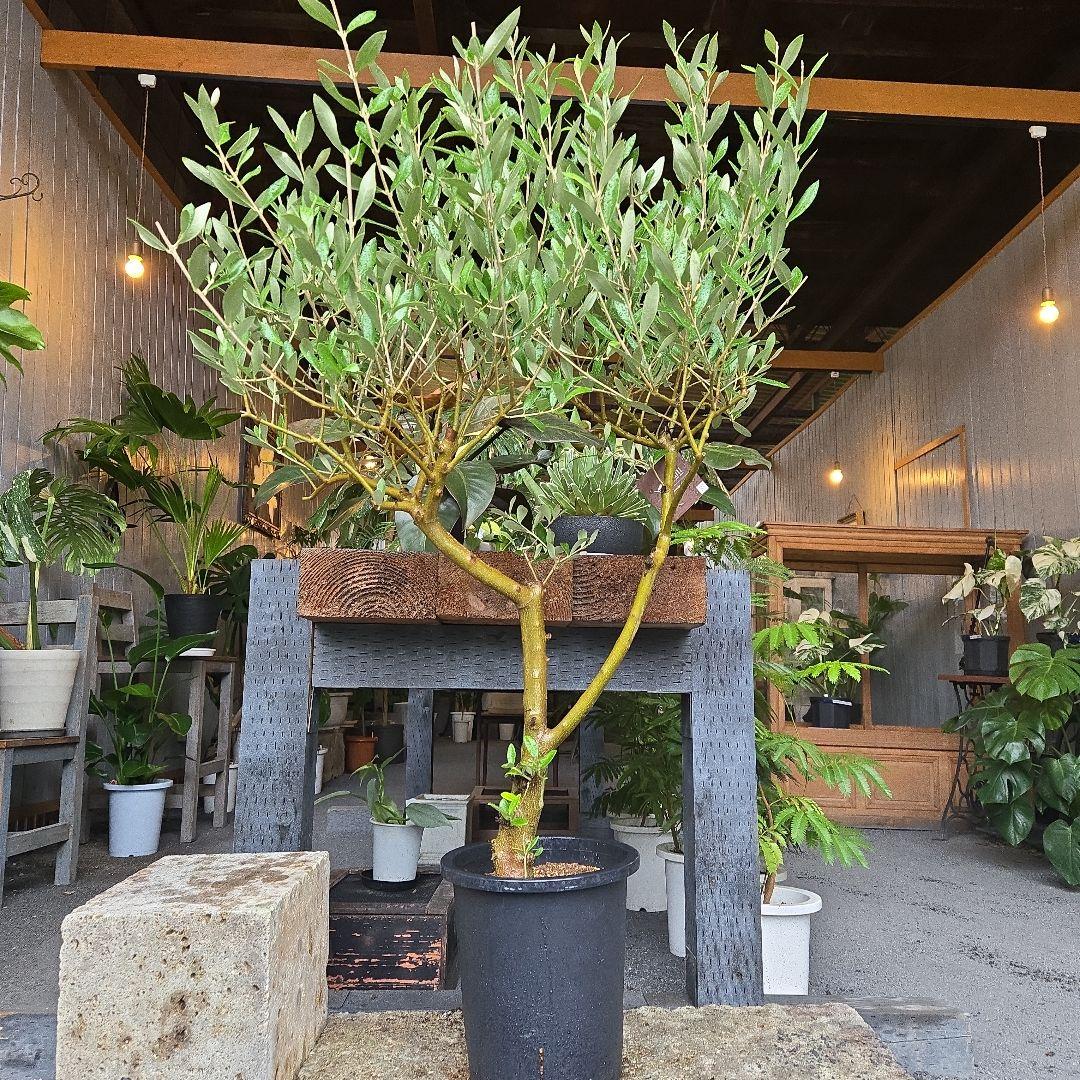 ⑯　オリーブの木souju　8号　「ミッション」特大苗木最高等級極上品‼️　極太