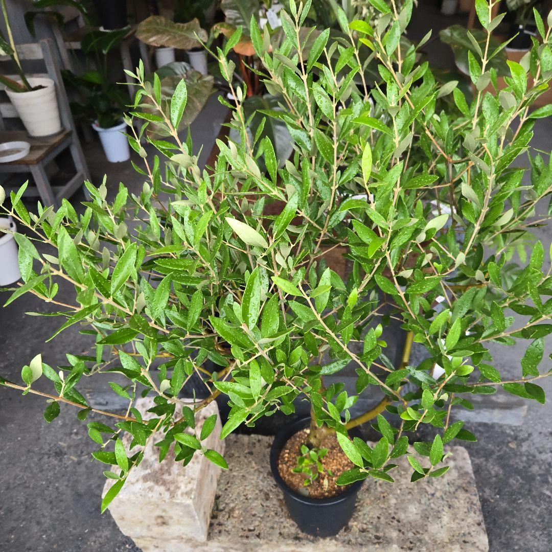 ⑯　オリーブの木souju　8号　「ミッション」特大苗木最高等級極上品‼️　極太