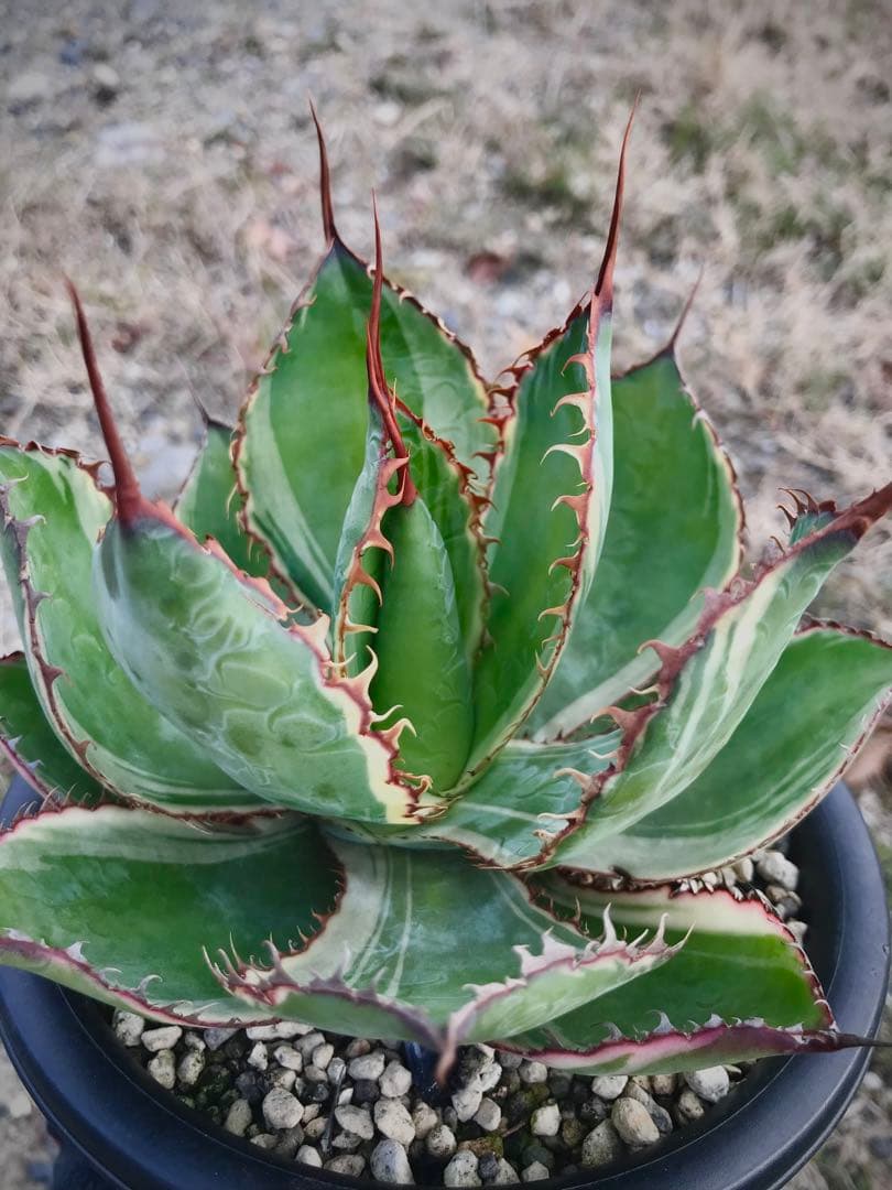 アガベ ホビコルヌータ バリエガータ