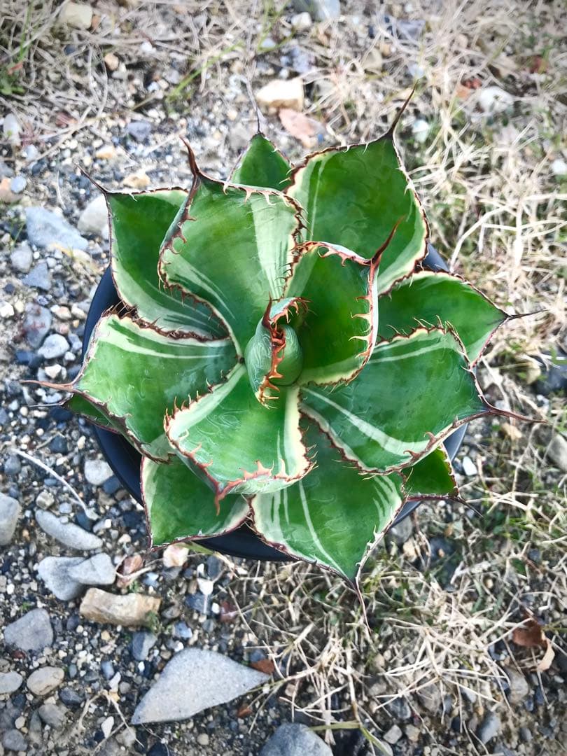 アガベ ホビコルヌータ バリエガータ