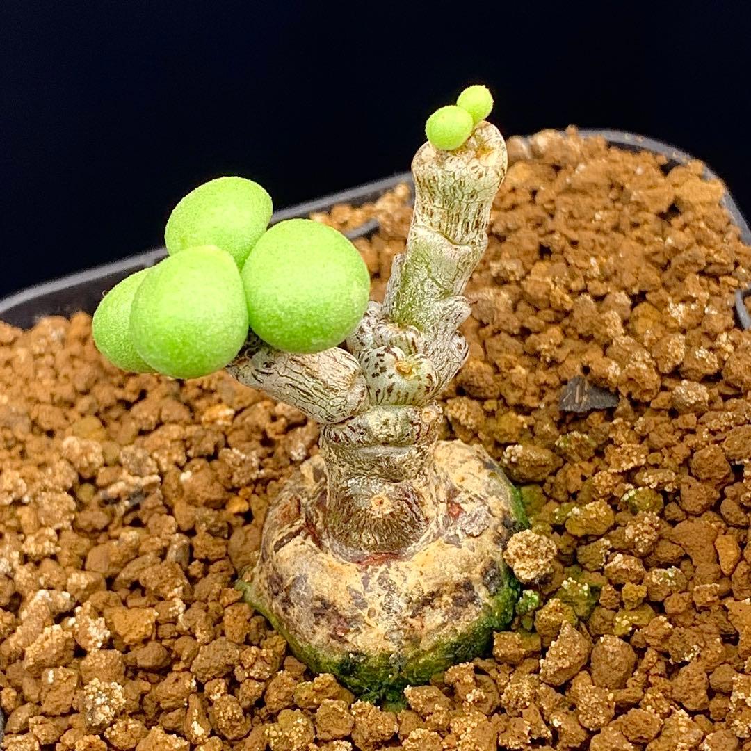 ぷくぷく双頭！　チレコドン　ポドレイアエ　多肉植物　塊根植物　実生