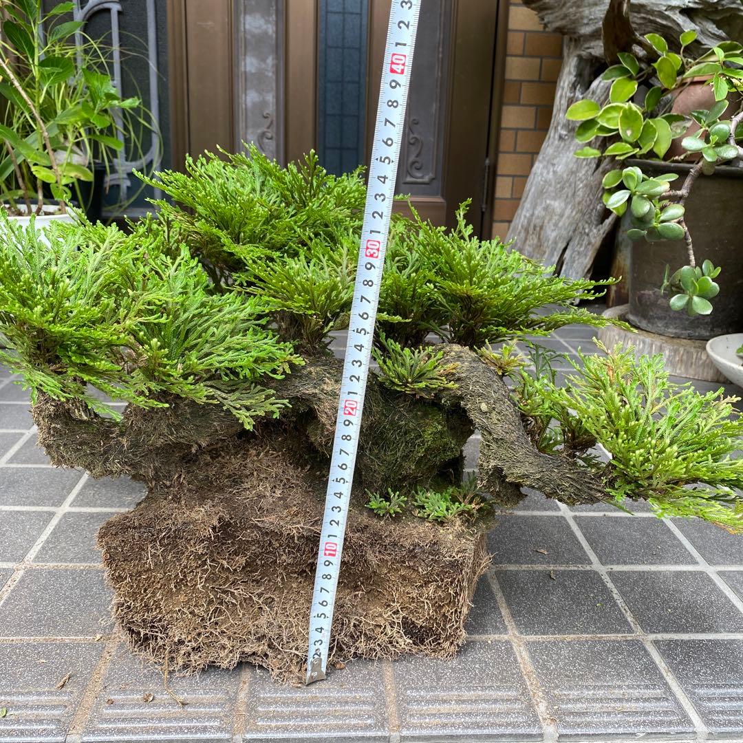 イワマツ(50年以上) 盆栽　　 観葉植物　山野草　中型緑色盆栽多幹