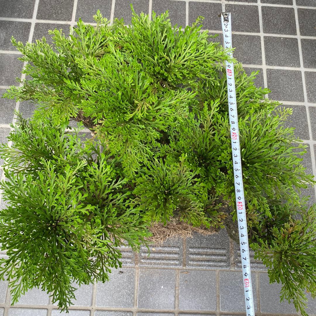 イワマツ(50年以上) 盆栽　　 観葉植物　山野草　中型緑色盆栽多幹