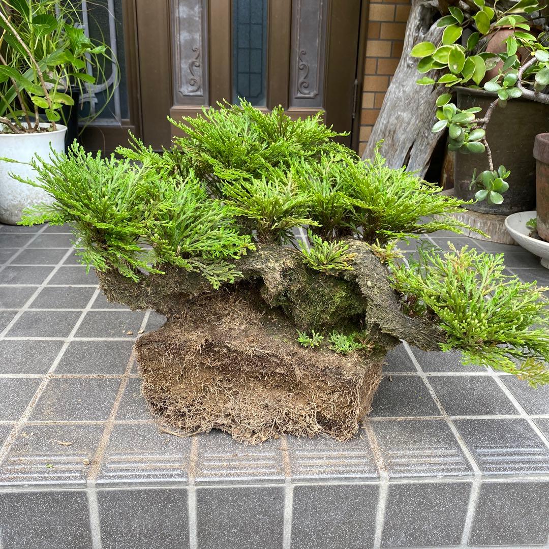 イワマツ(50年以上) 盆栽　　 観葉植物　山野草　中型緑色盆栽多幹