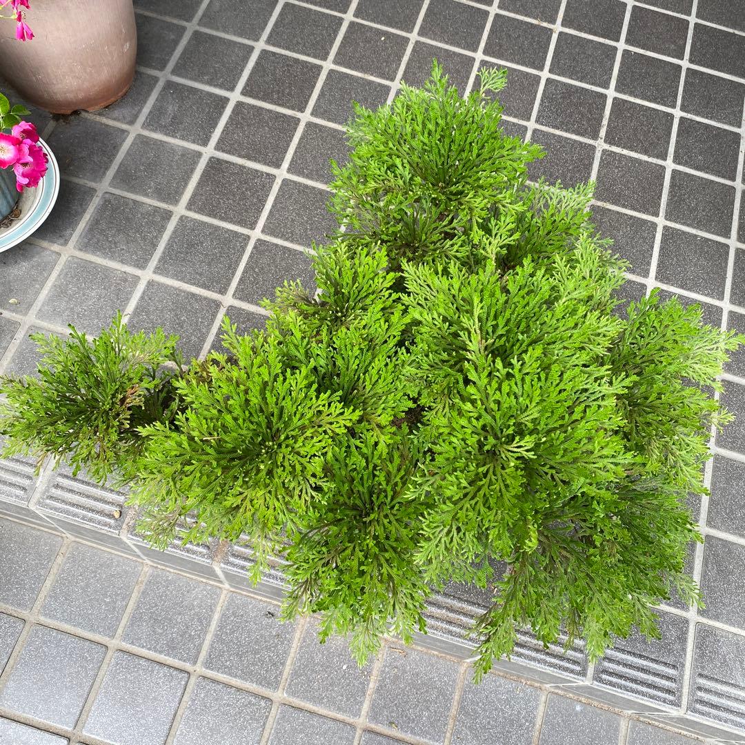 イワマツ(50年以上) 盆栽　　 観葉植物　山野草　中型緑色盆栽多幹