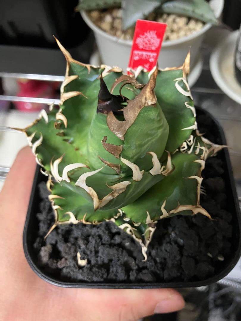 や*郎様 アガベ オテロイ 実生 ヤドカリプランツ