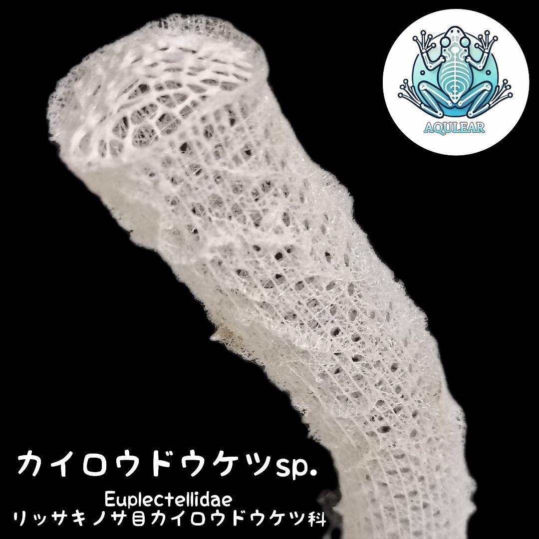 極希少☆極美品カイロウドウケツ 縁起物 深海生物 25-30cm 標本