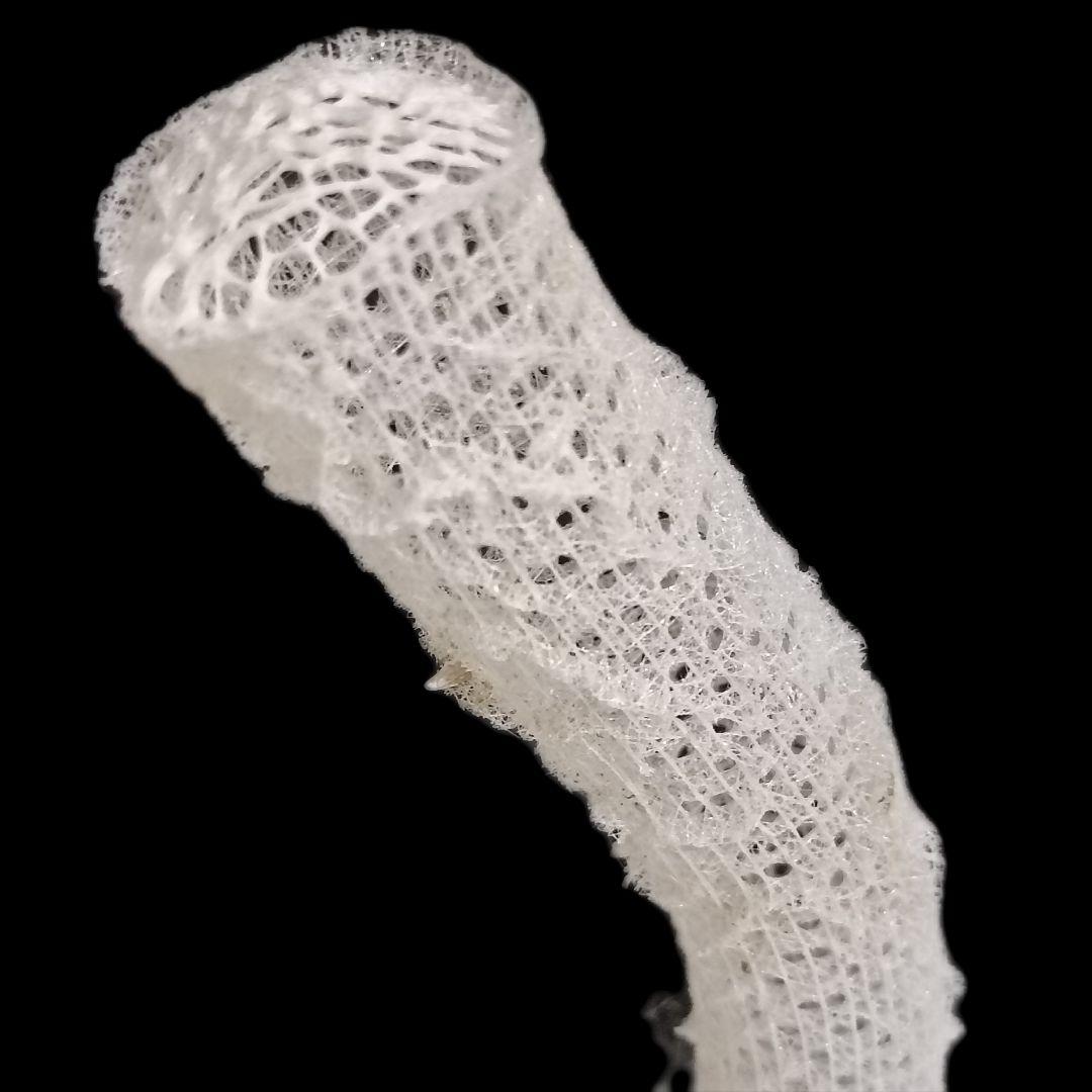 極希少☆極美品カイロウドウケツ 縁起物 深海生物 25-30cm 標本