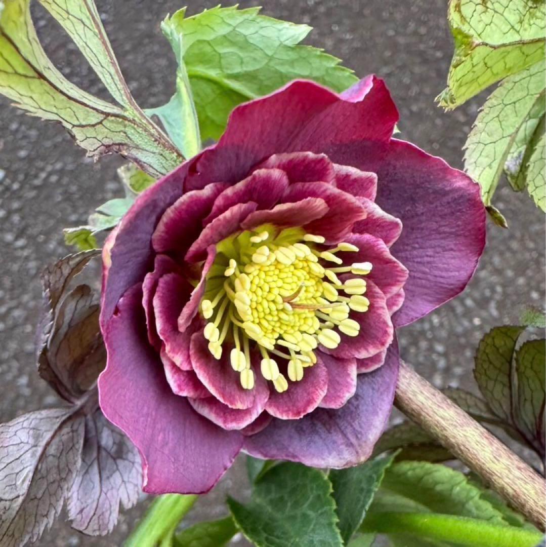 クリスマスローズ　2025.47 開花株