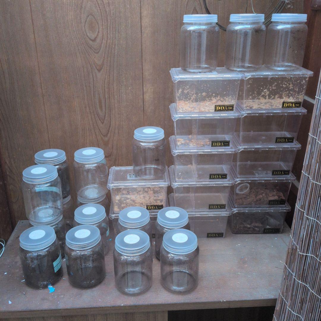 幼虫飼育用プラスチックケース