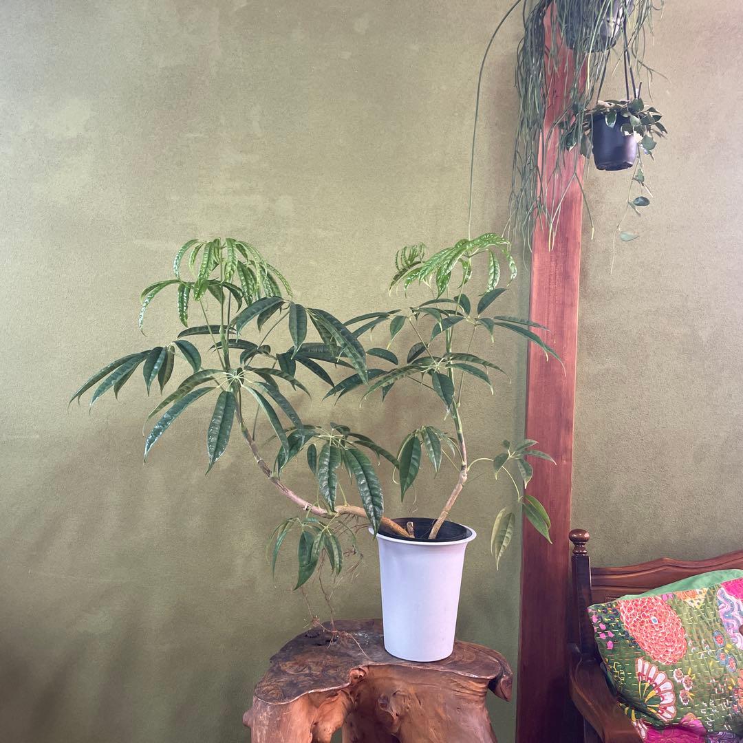 シェフレラ　スターシャイン　6号