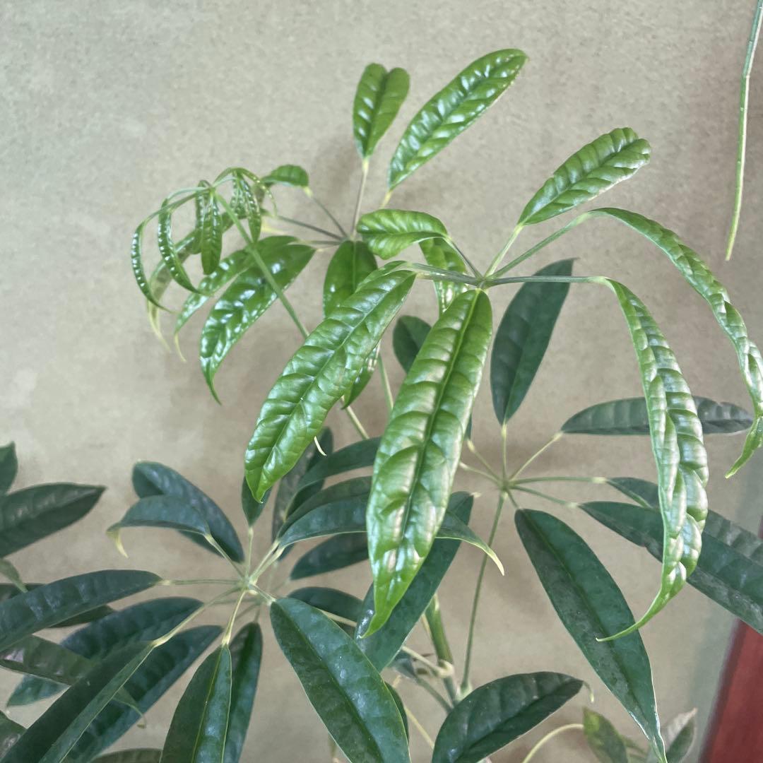 シェフレラ　スターシャイン　6号