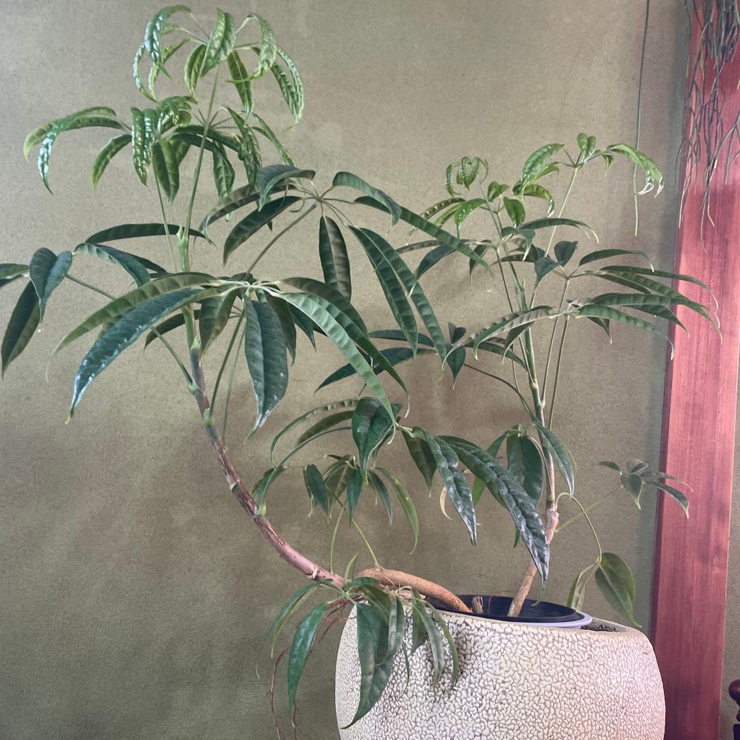 シェフレラ　スターシャイン　6号