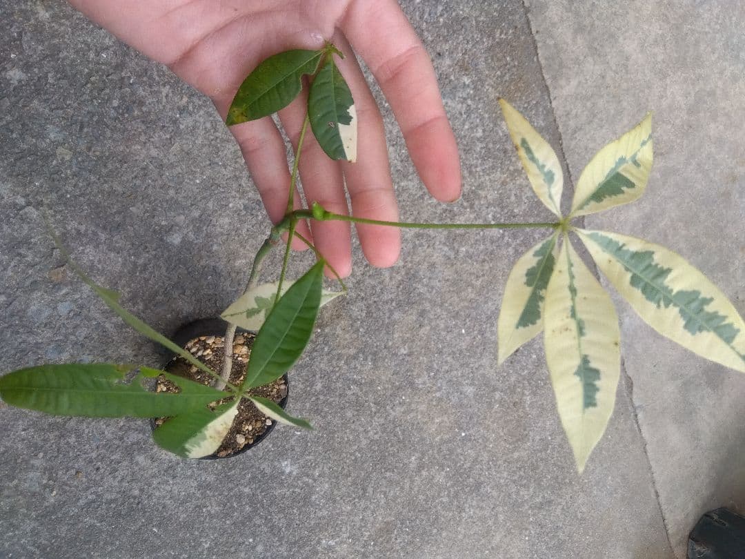 ちぃ　パキラ斑入り実生4号ポットつき