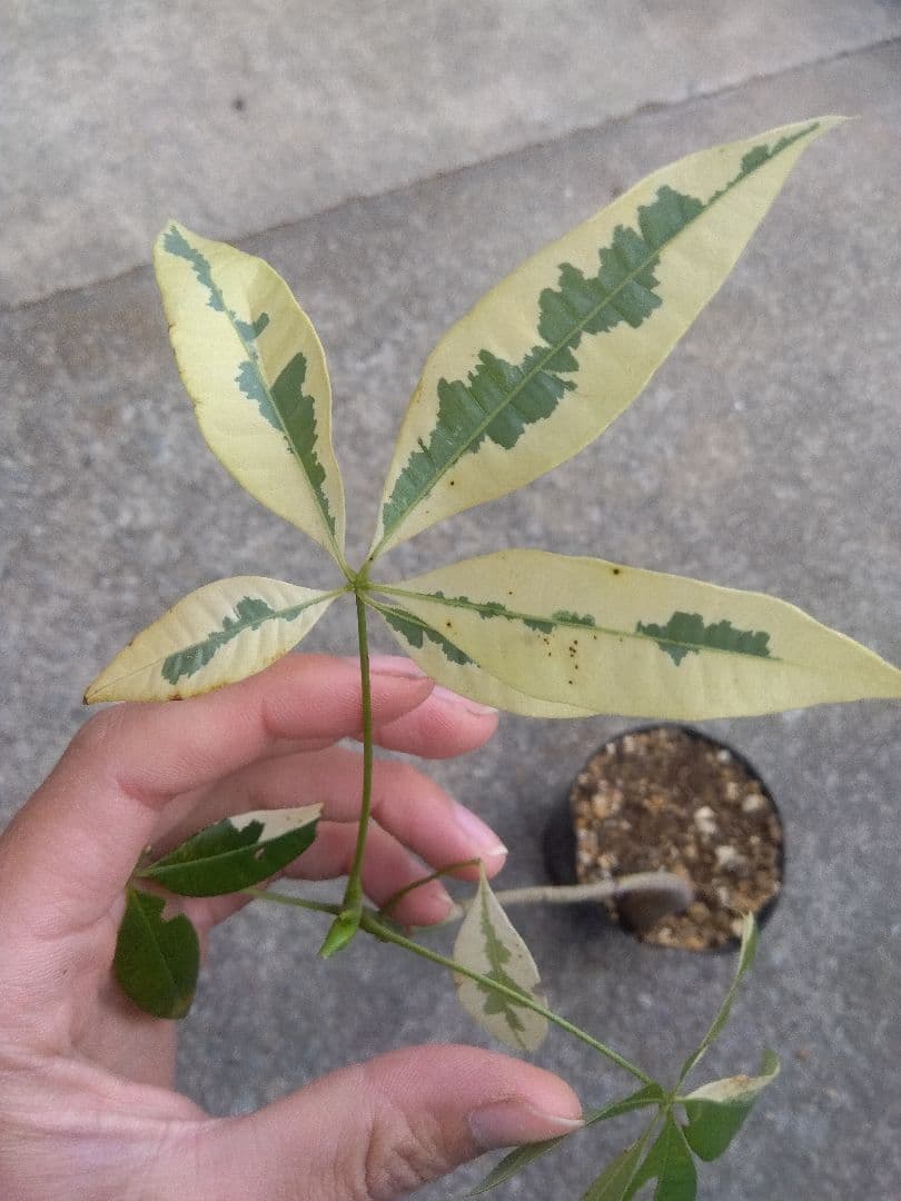 ちぃ　パキラ斑入り実生4号ポットつき