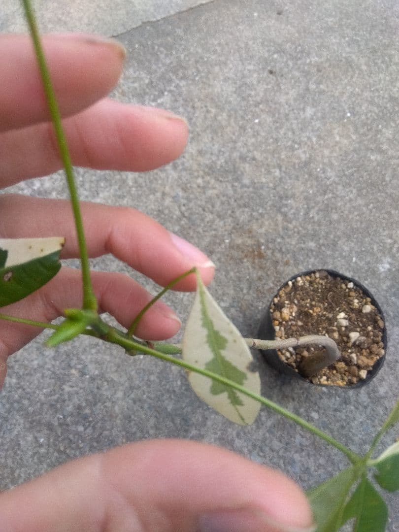 ちぃ　パキラ斑入り実生4号ポットつき