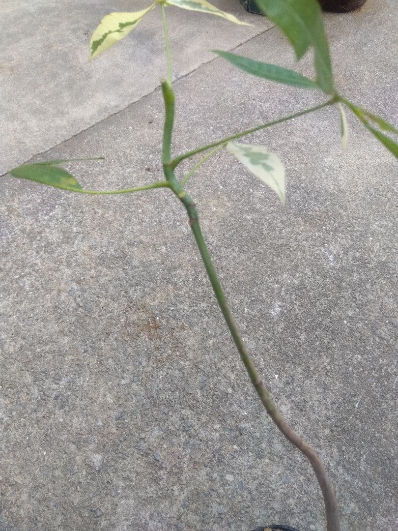 ちぃ　パキラ斑入り実生4号ポットつき