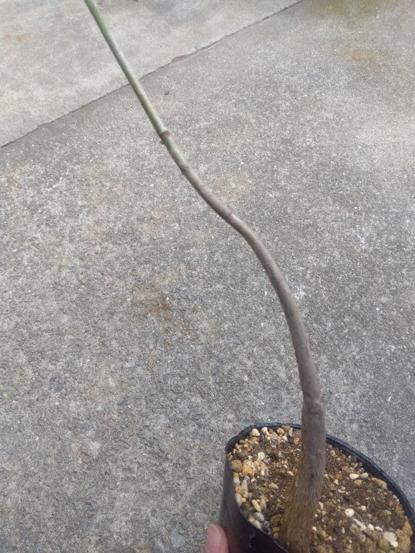 ちぃ　パキラ斑入り実生4号ポットつき