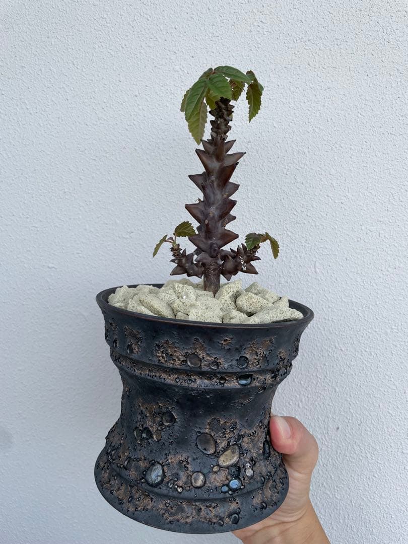 ベイセリア　メキシカーナ