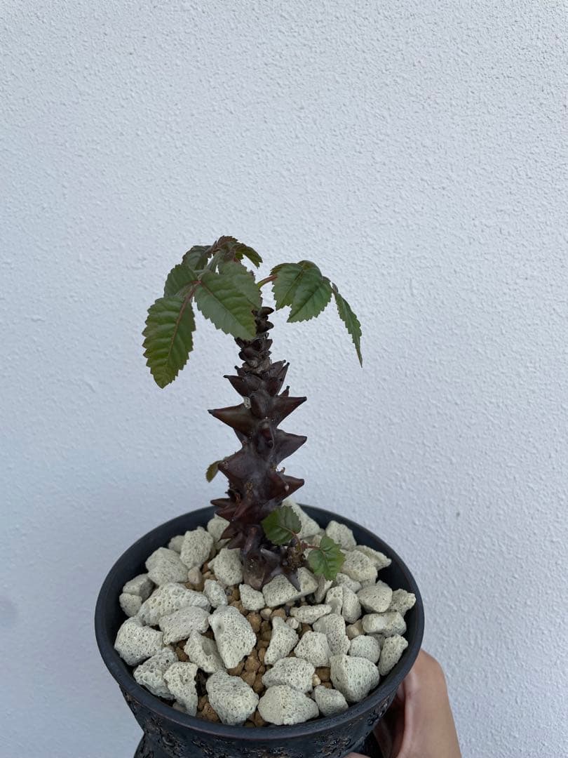 ベイセリア　メキシカーナ