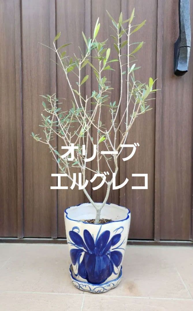 オリーブ　エルグレコ　陶器鉢植え　苗　シンボルツリーに