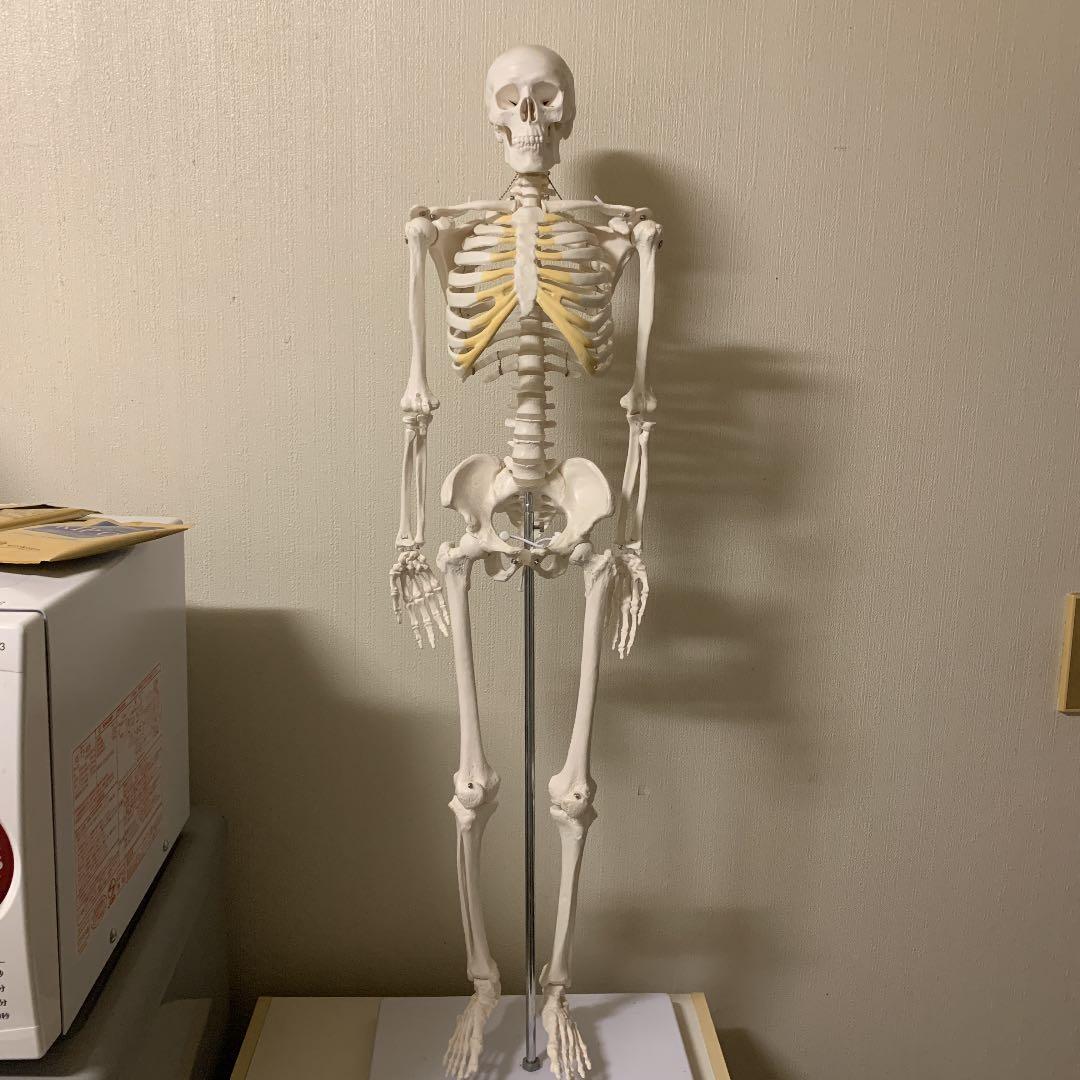 人体骨格模型 直立 スタンド 付 85cm 1/2モデル -1.4516